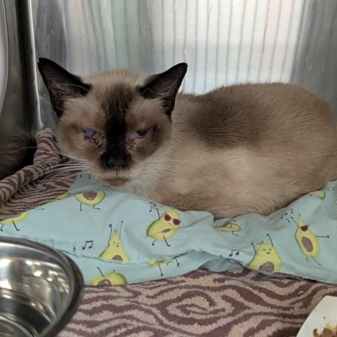 Photo of Artemis