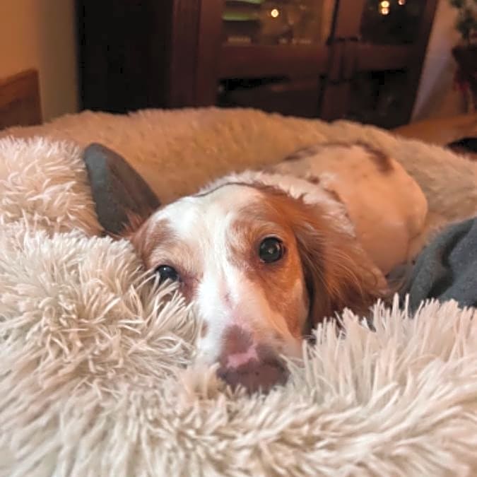 Photo of Winston