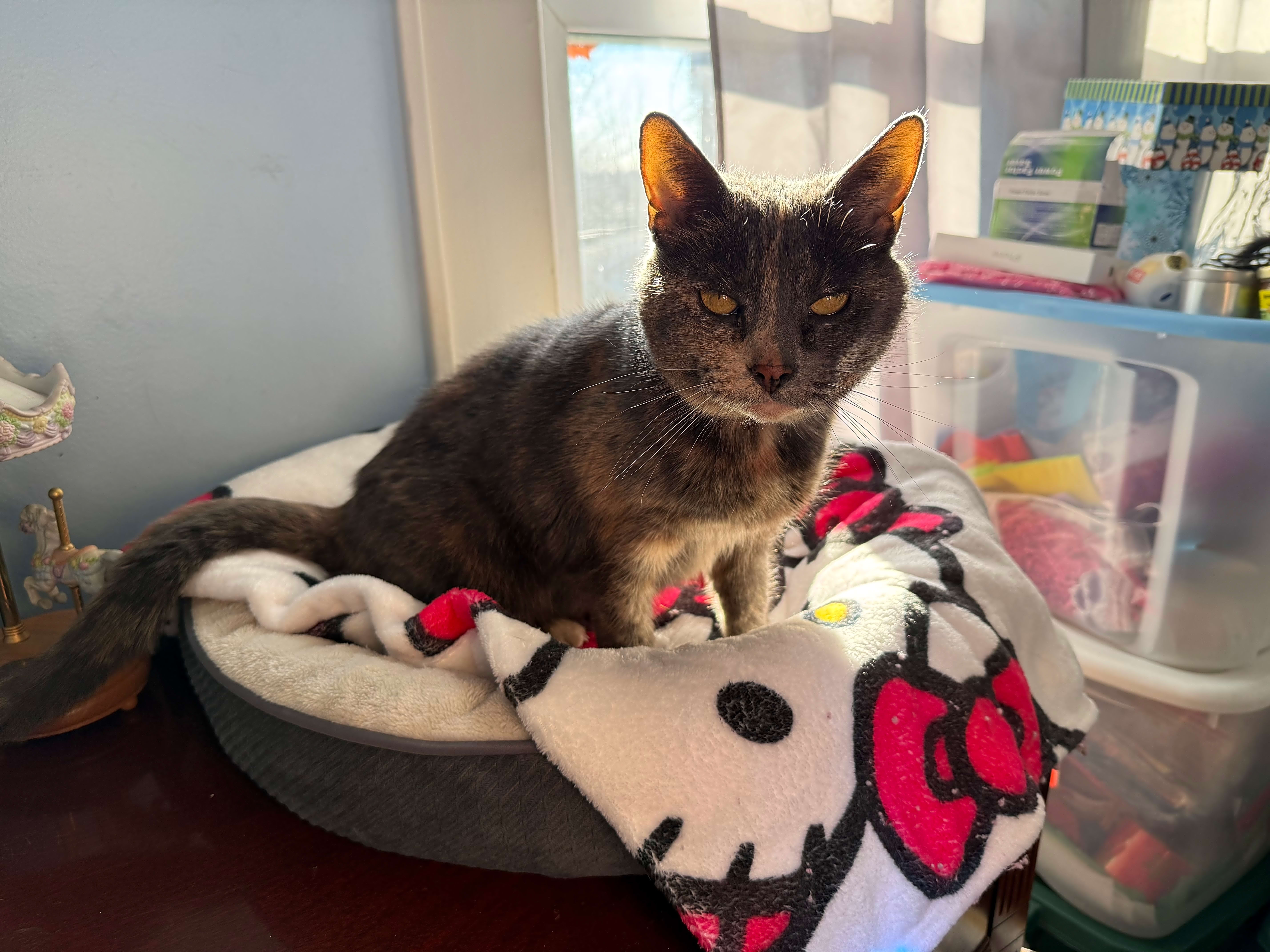 Photo of Lovey