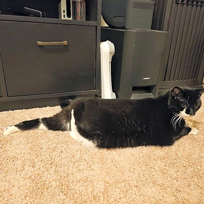 Photo of Tails