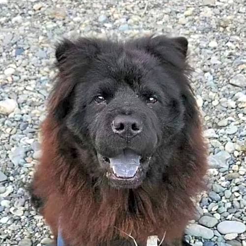 Photo of Onyx
