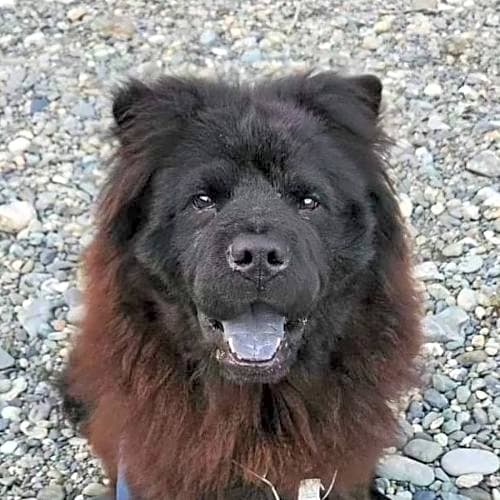Photo of Onyx