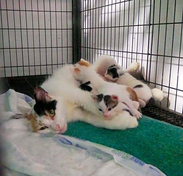 Photo of Layla and babies