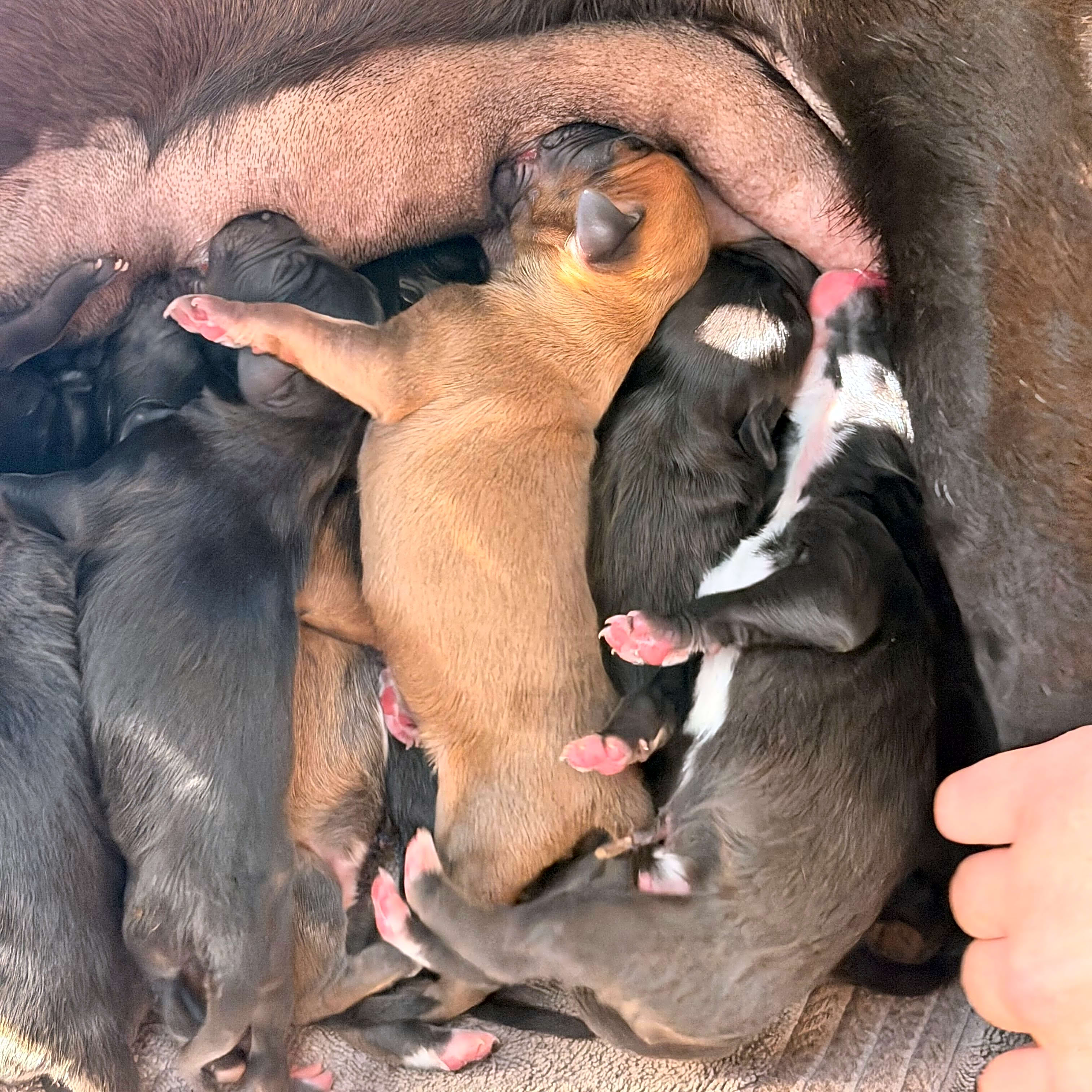 Photo of Dolly and 9 Puppies
