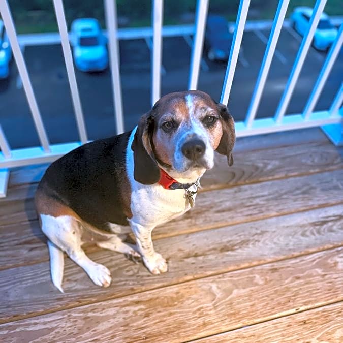 Photo of Rocky