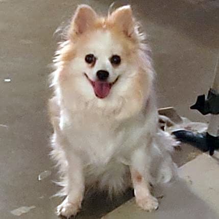 Photo of Tinkerbelle