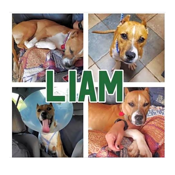 Photo of Liam