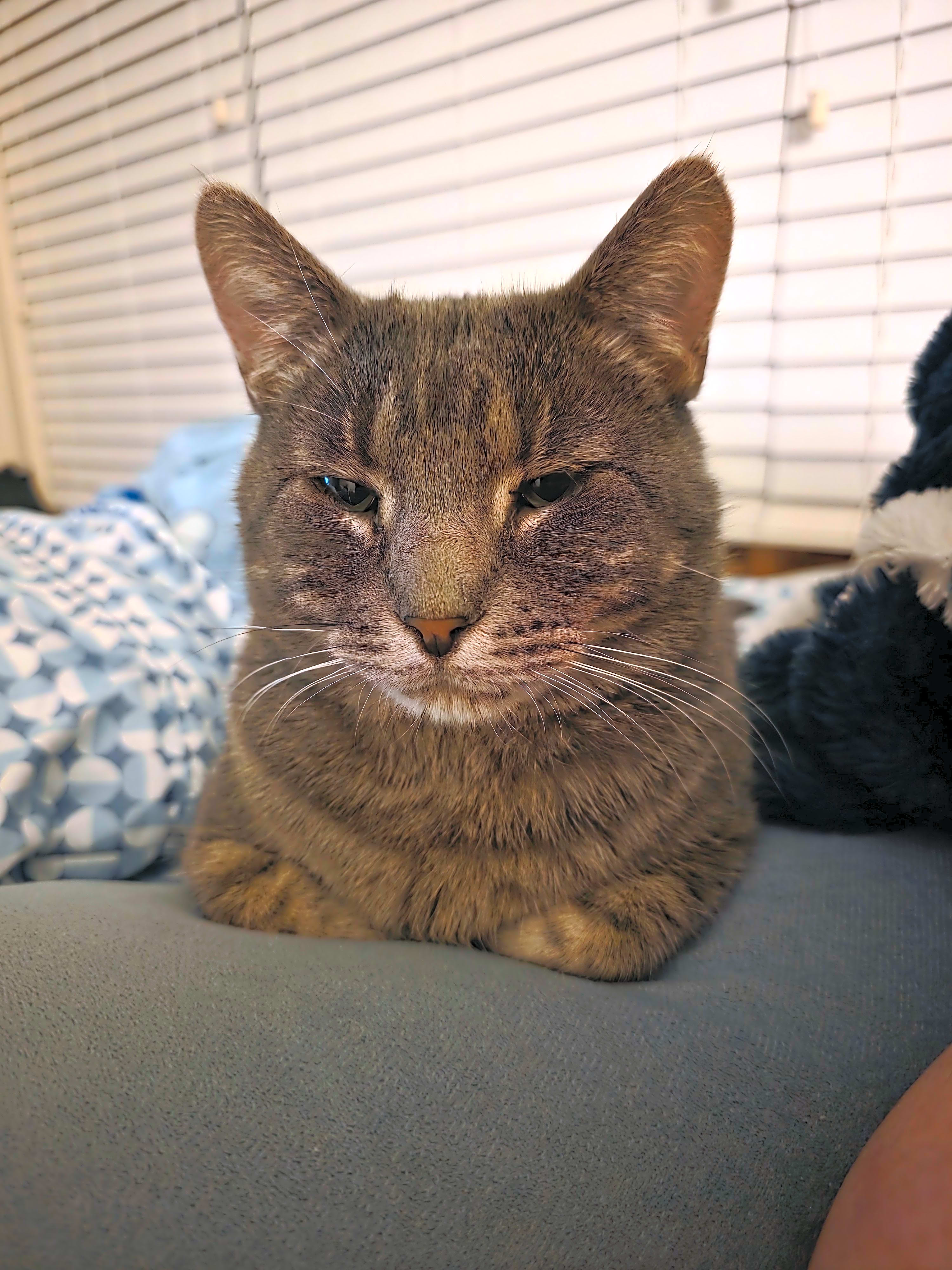 Photo of Pringle