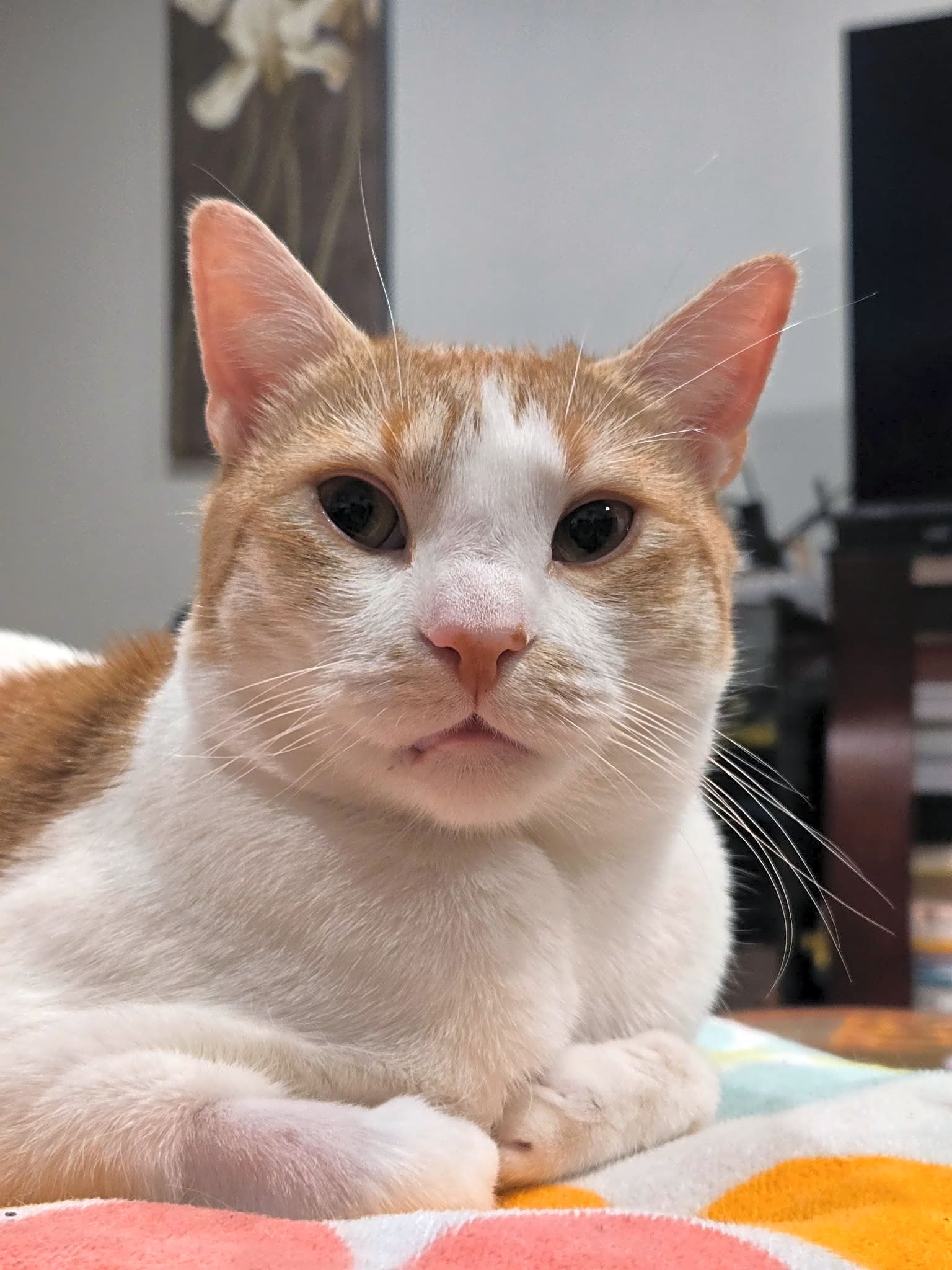 Photo of Marmalade