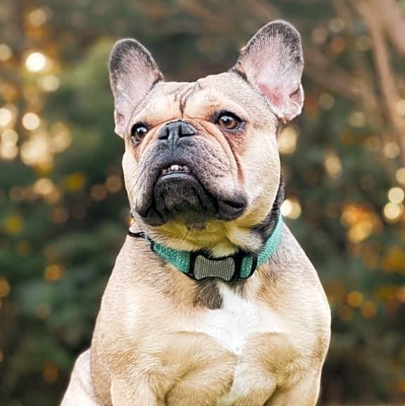 Photo of Bugg