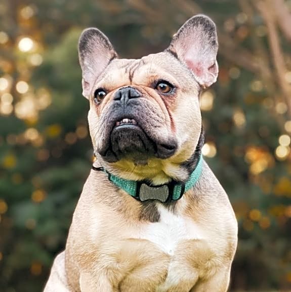 Photo of Bugg