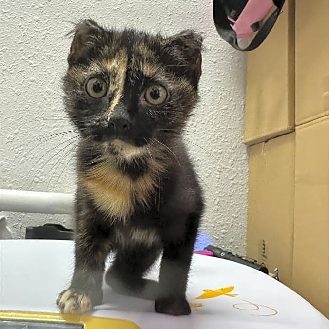 Photo of Rosebud