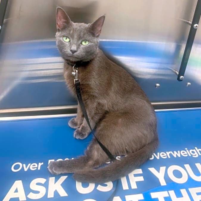 Photo of Blue