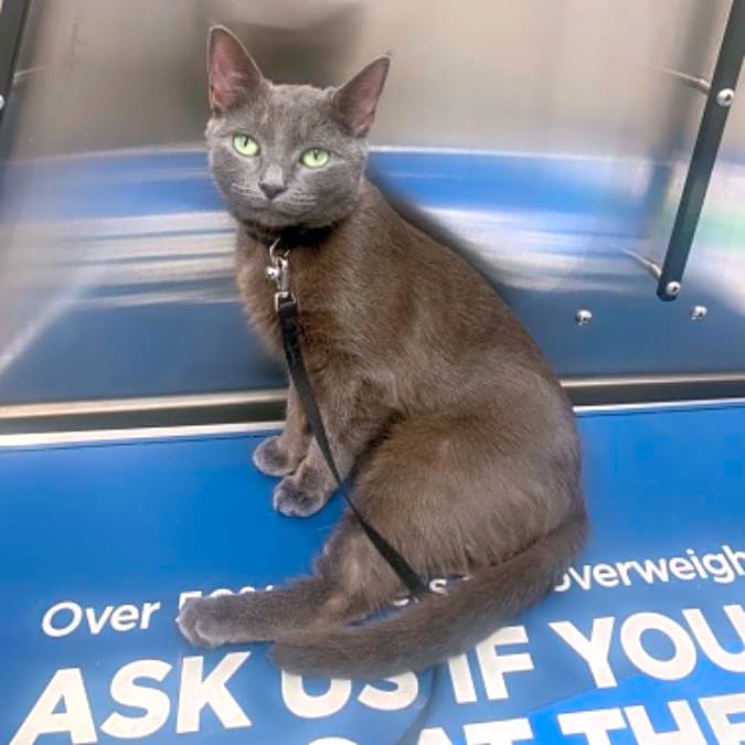 Photo of Blue