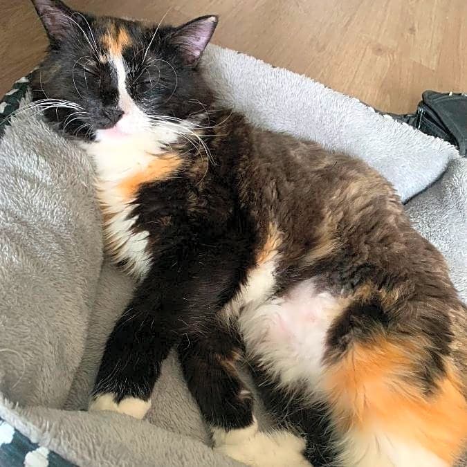 Photo of Mazie