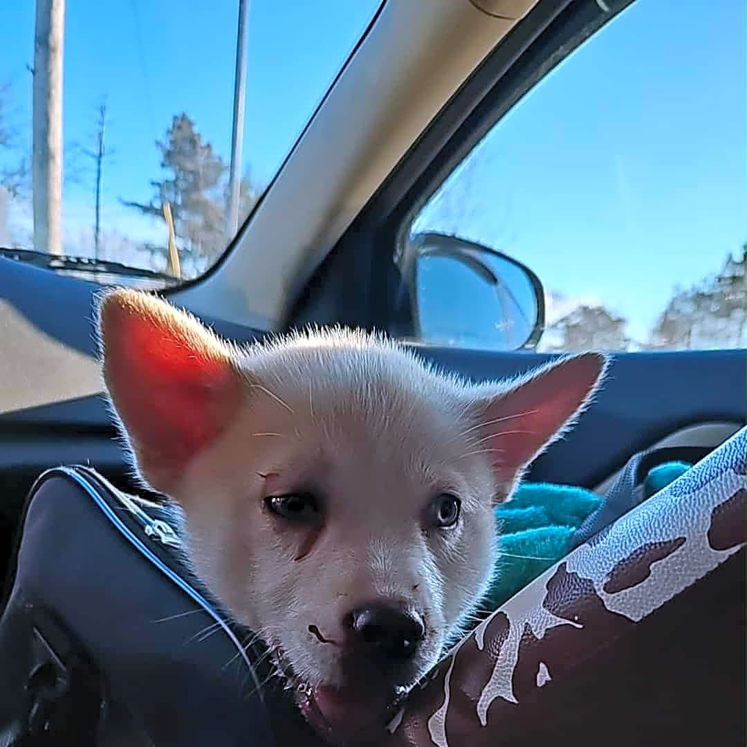 Photo of Tundra