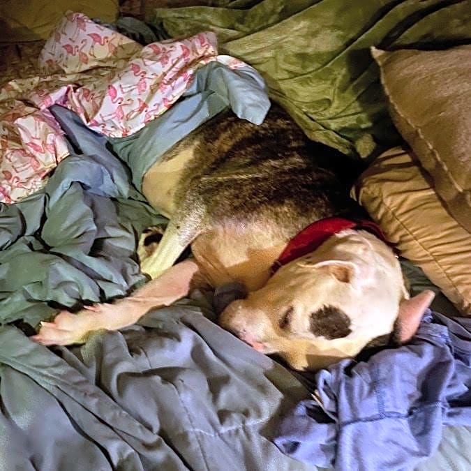Photo of Meaty
