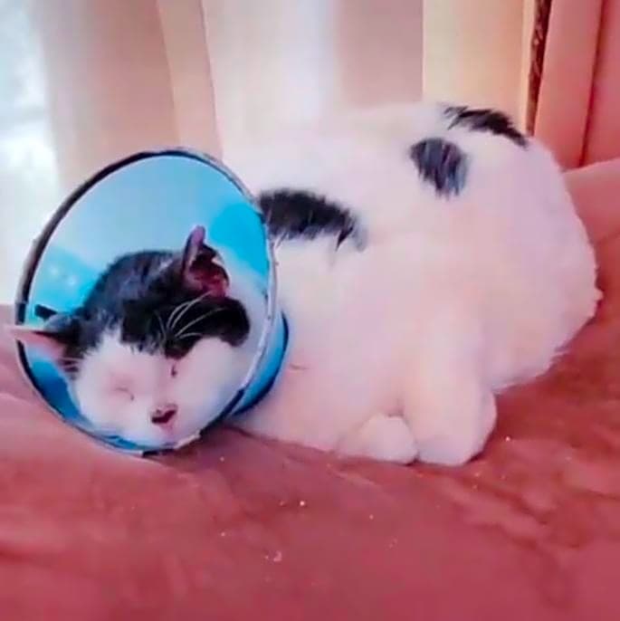 Photo of Spots