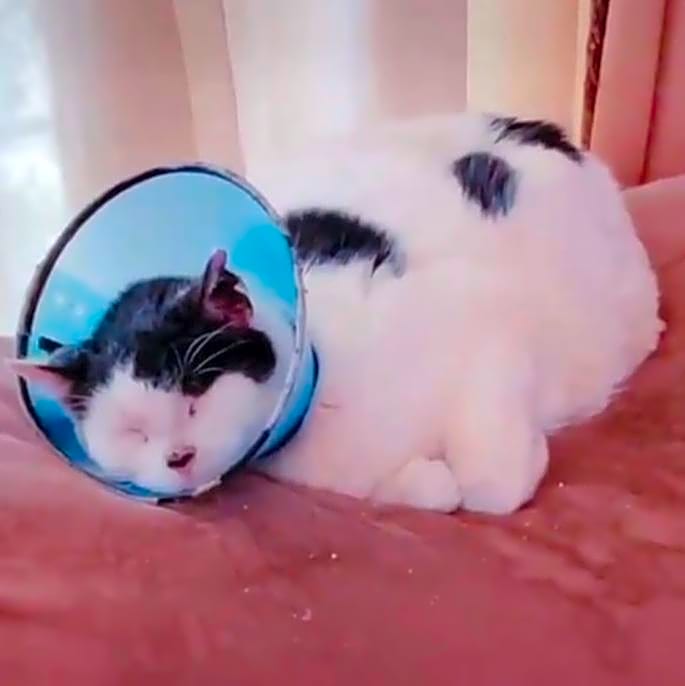 Photo of Spots