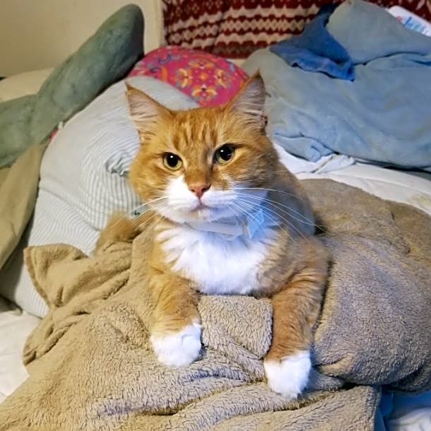 Photo of Chessie