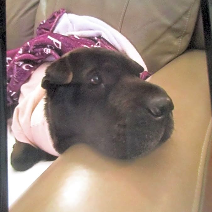 Photo of Roxy
