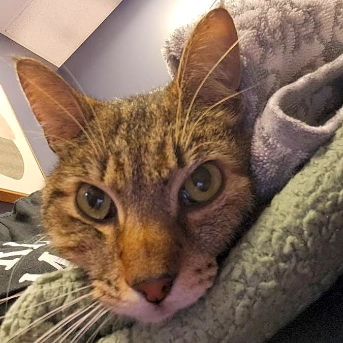 Photo of Gizmo