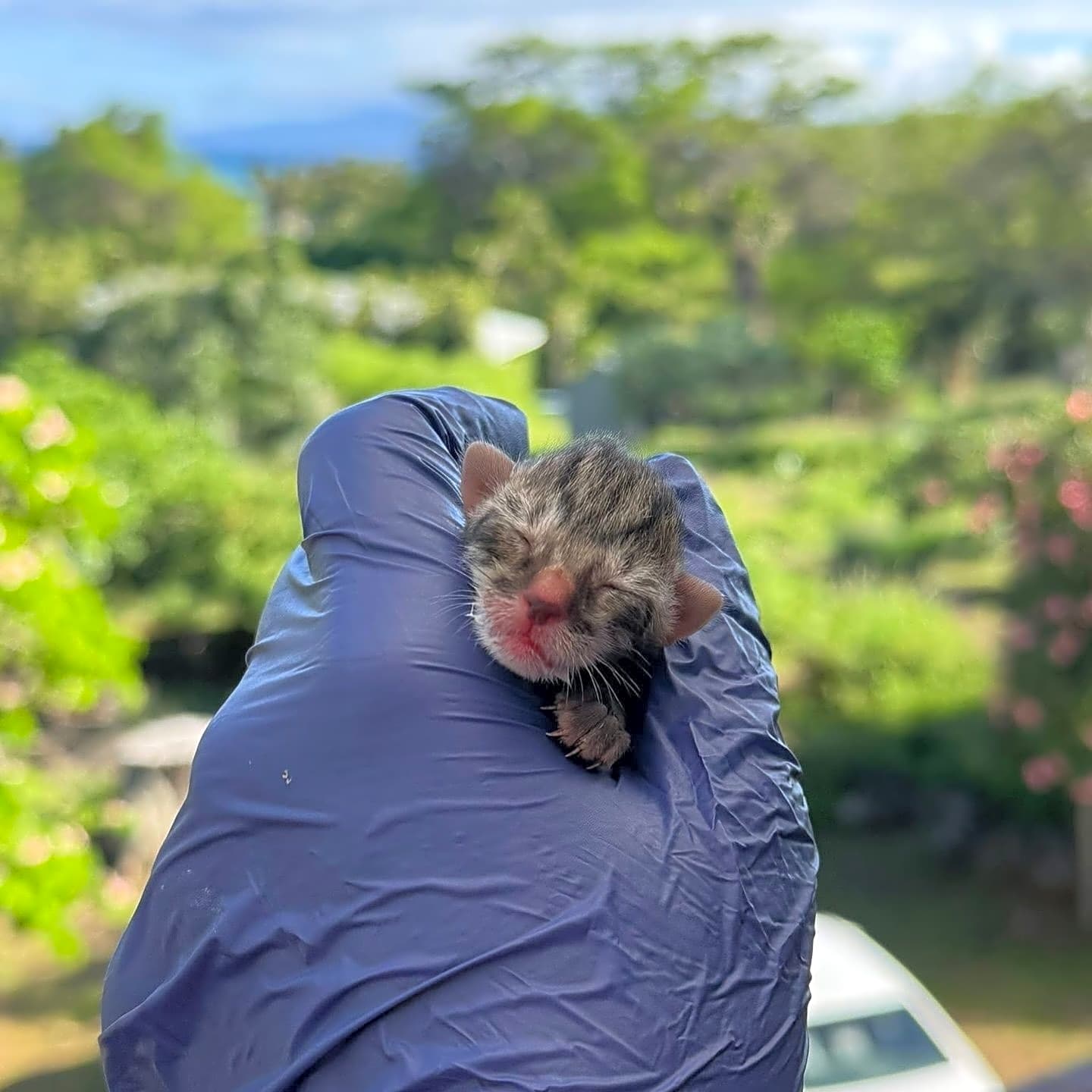 Photo of 80 Cats