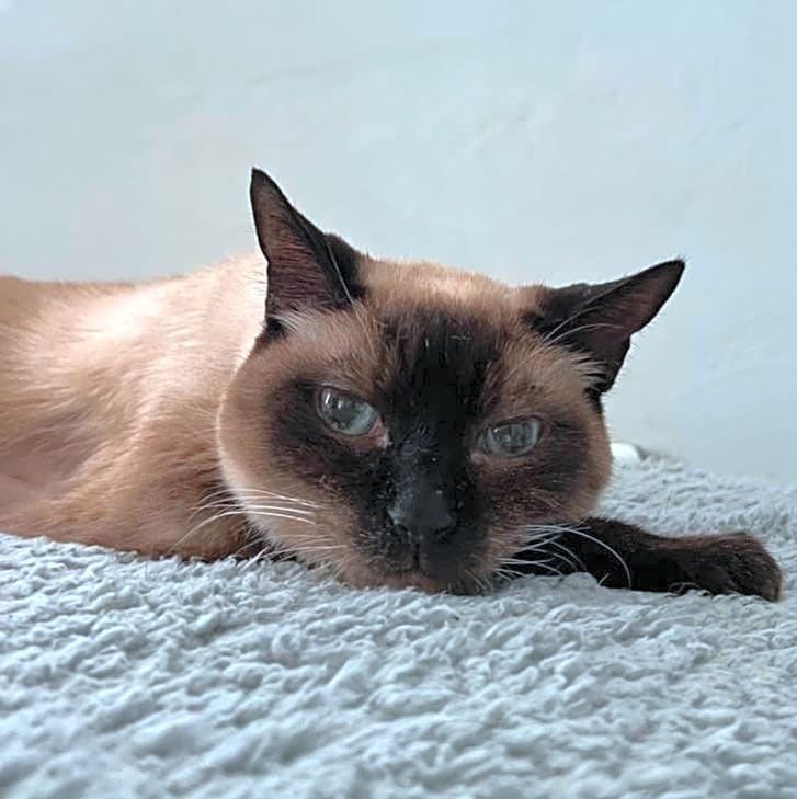Photo of Bella