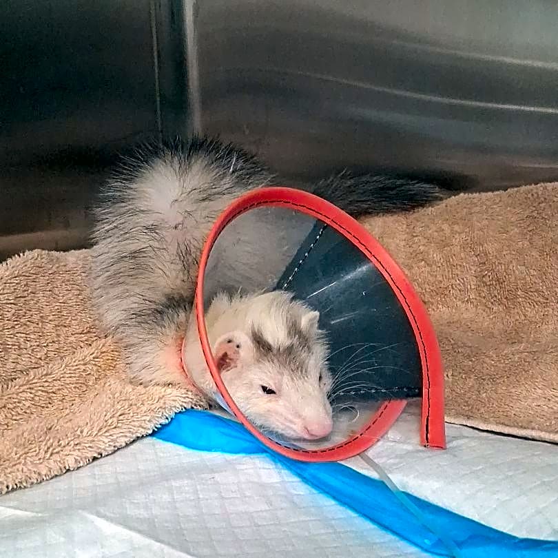 Photo of Mocha