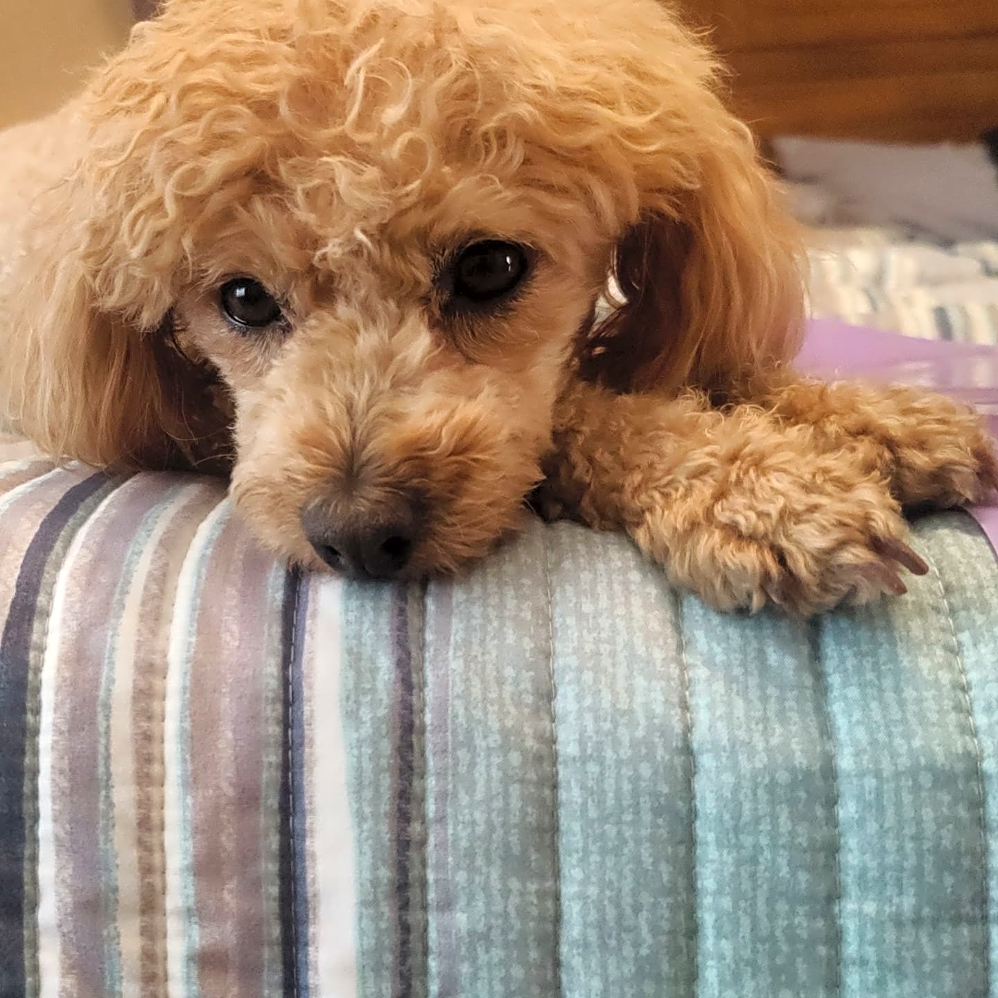 Photo of Willow