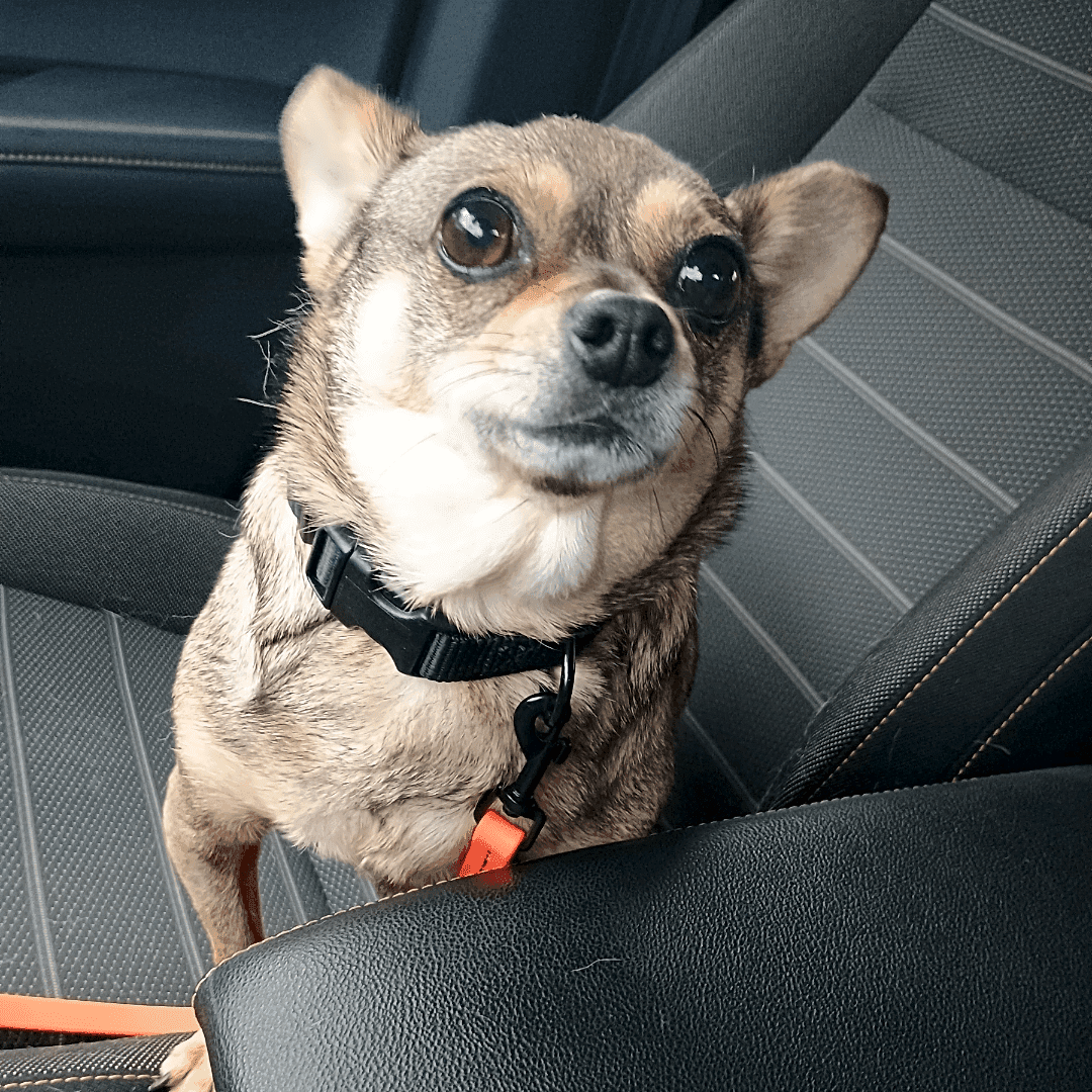 Photo of Chi
