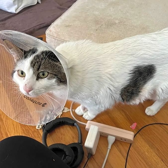 Photo of Romeo