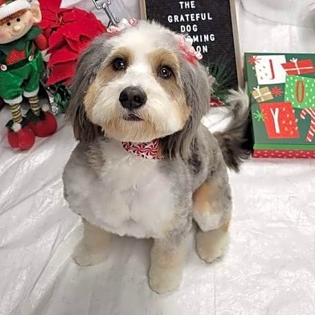 Photo of Sugar