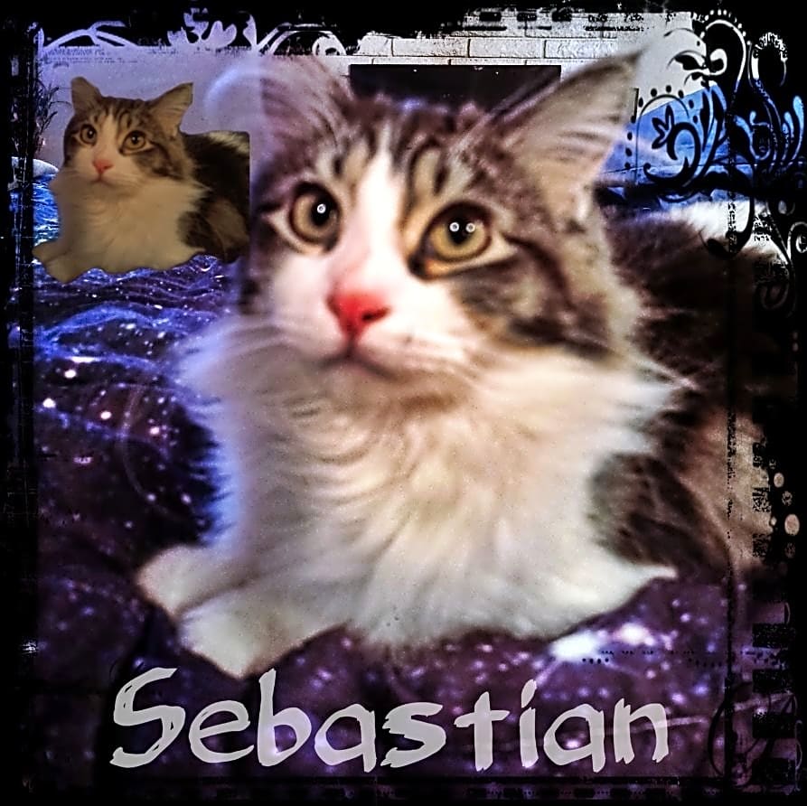 Photo of Sebastian