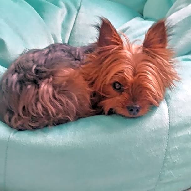 Photo of Bella'