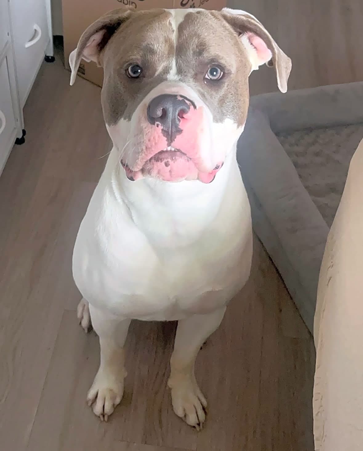 Photo of Milo