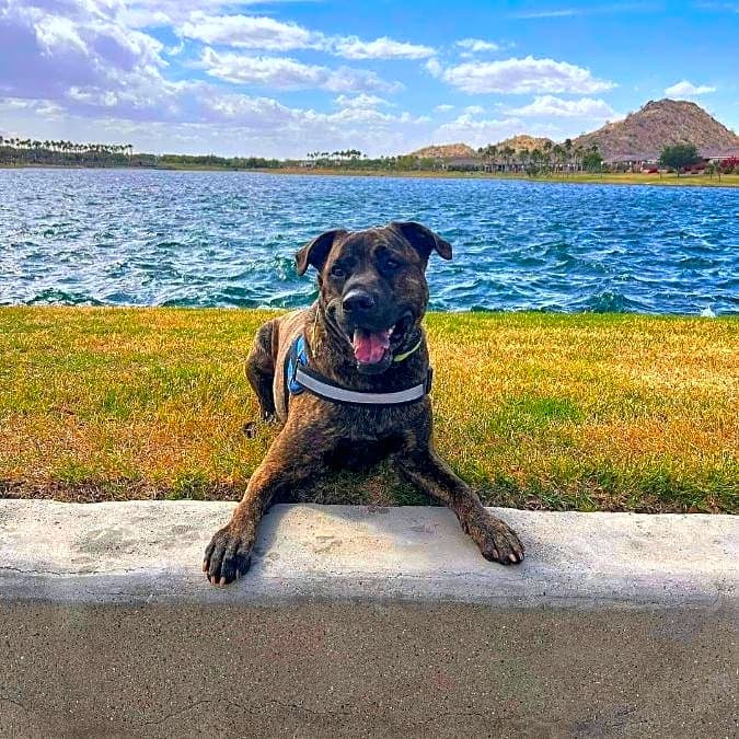 Photo of Milo