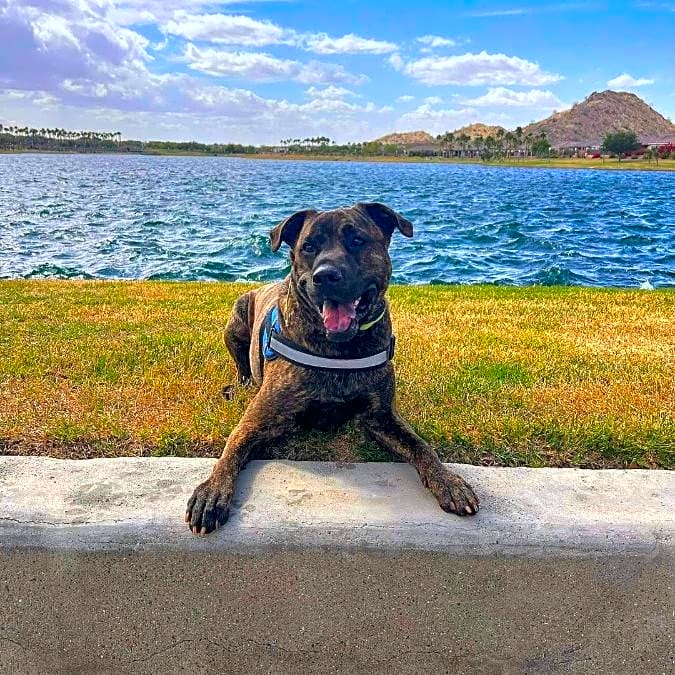 Photo of Milo