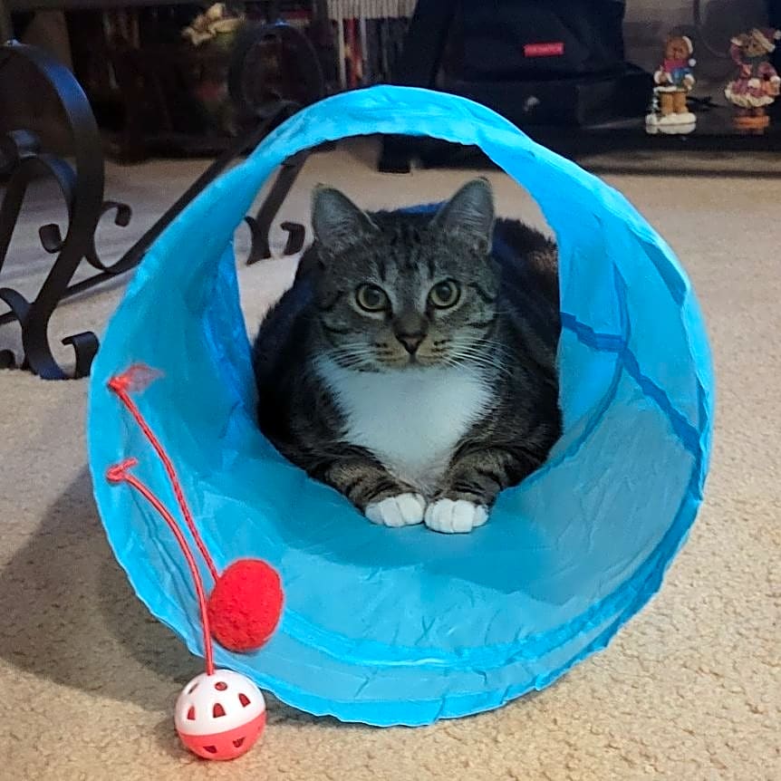 Photo of Violet