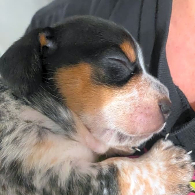 Photo of Huckleberry