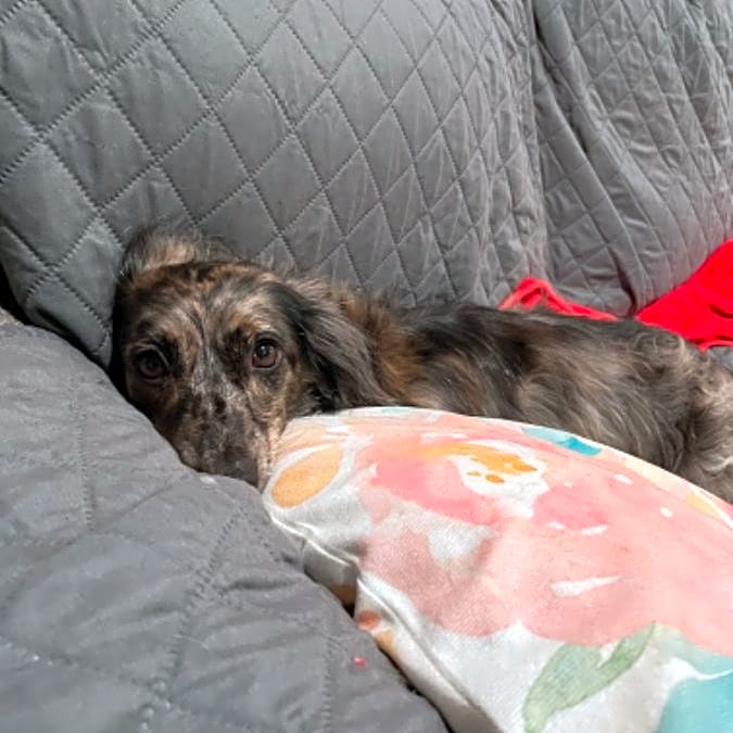 Photo of Luce