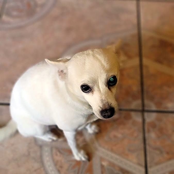 Photo of Daisy
