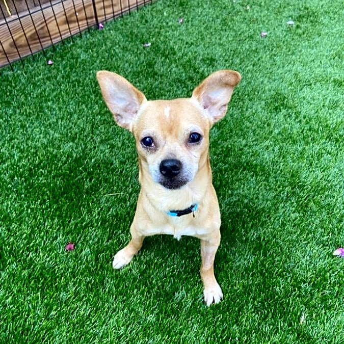 Photo of Banjo