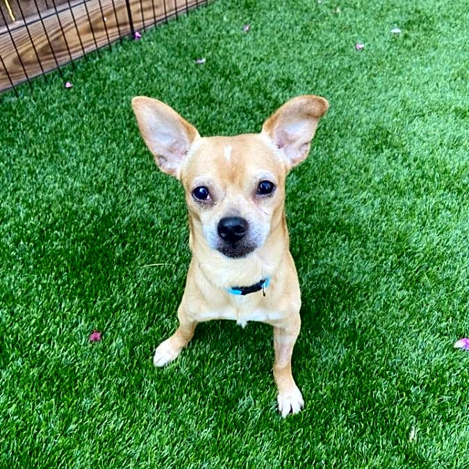Photo of Banjo