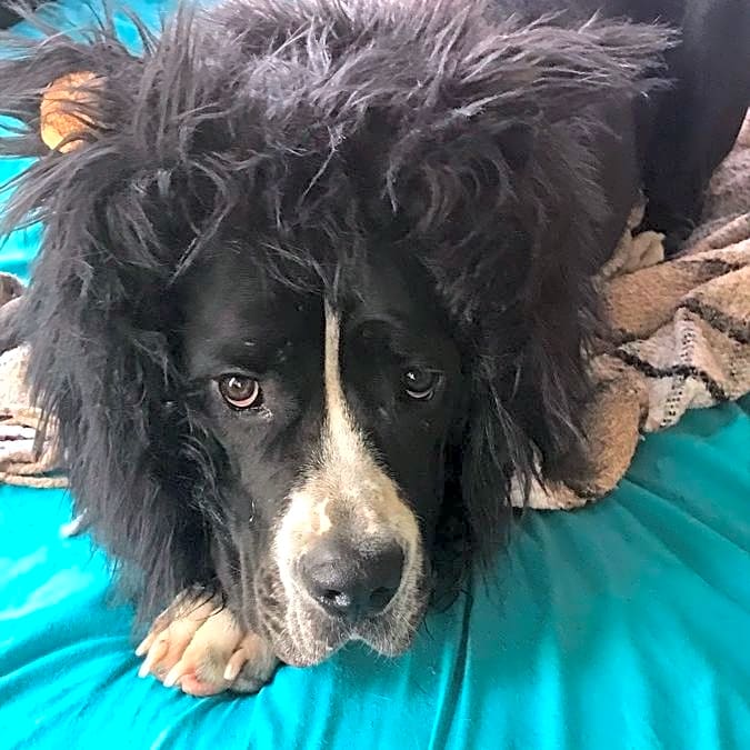 Photo of Bennie