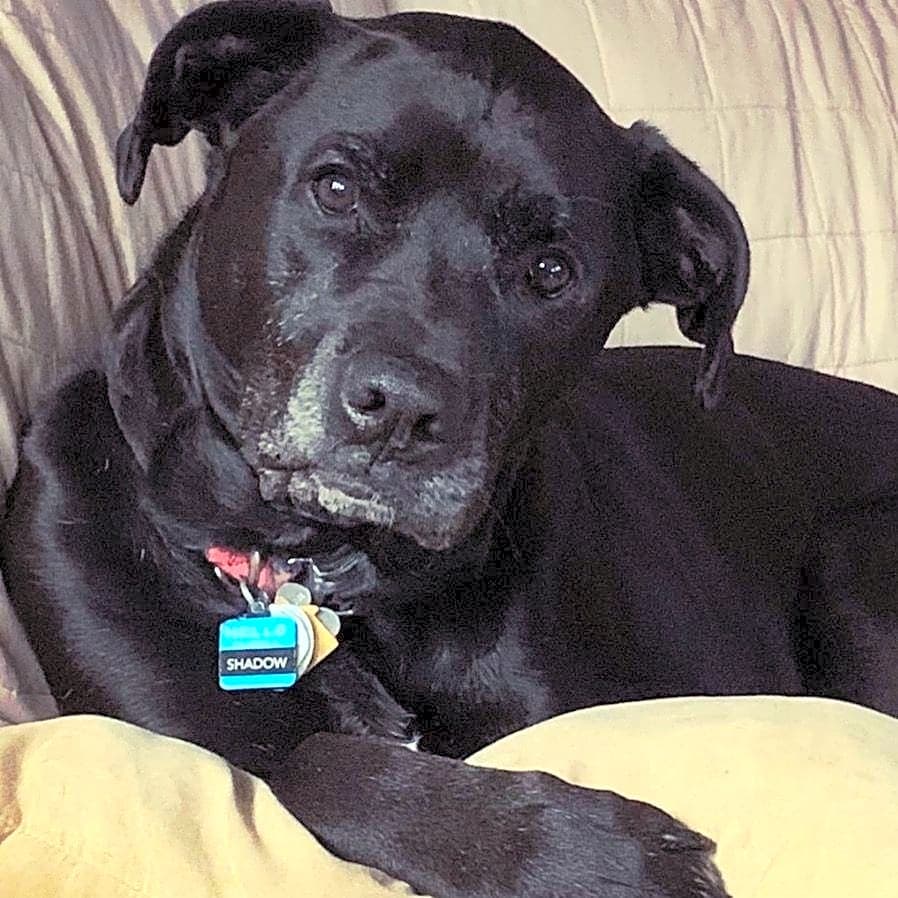 Photo of Shadow