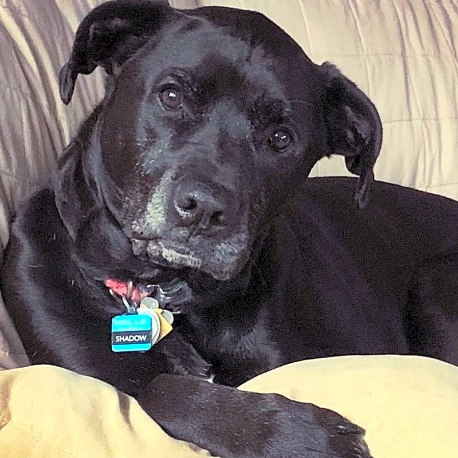 Photo of Shadow