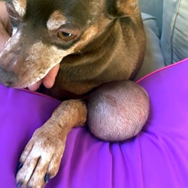 Photo of Zuzu