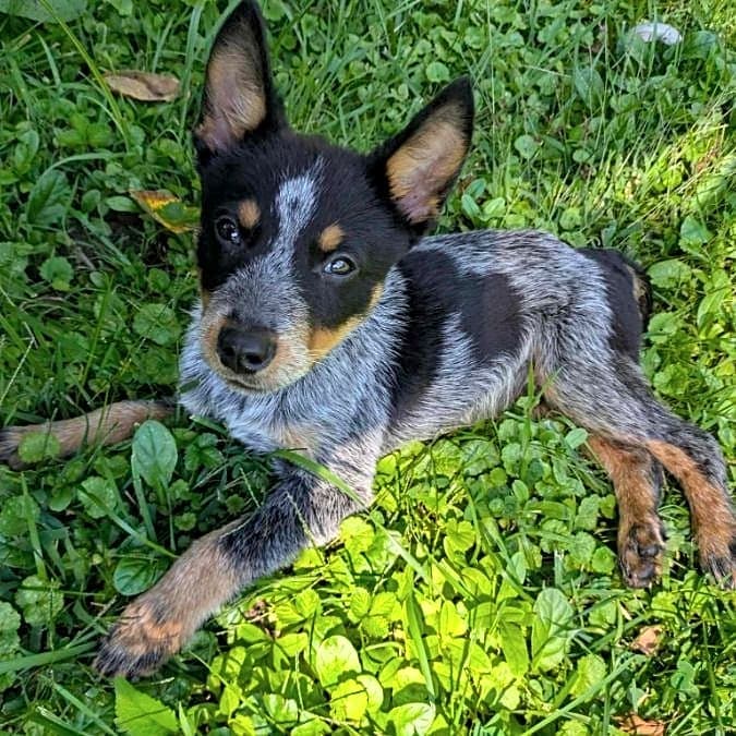 Photo of Sprocket