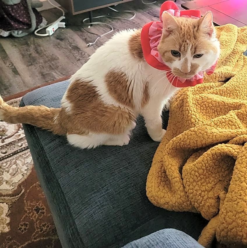 Photo of Peaches
